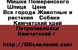 Мишки Померанского Шпица › Цена ­ 60 000 - Все города Животные и растения » Собаки   . Камчатский край,Петропавловск-Камчатский г.